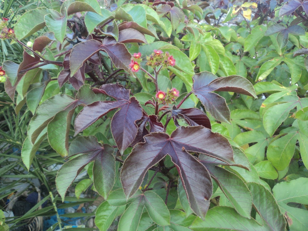 Jatropha gossypiifolia L.